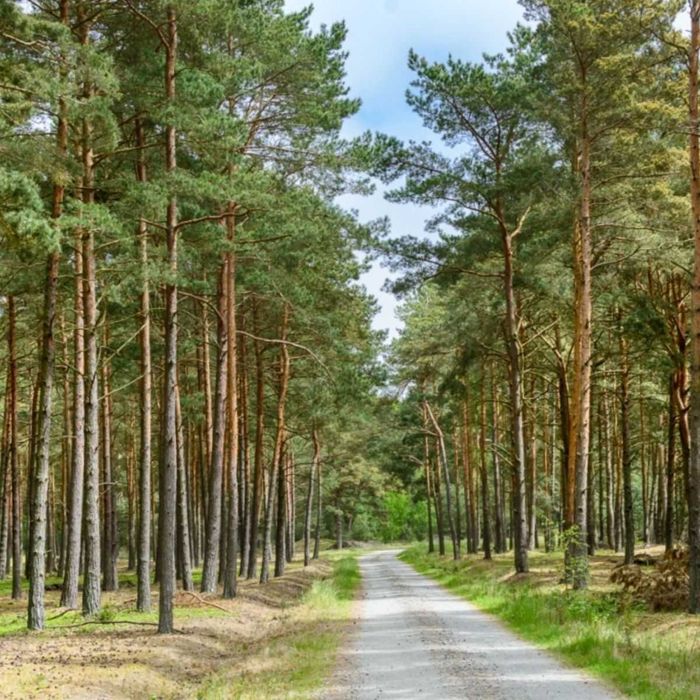 Sosna zwyczajna kopana z gruntu