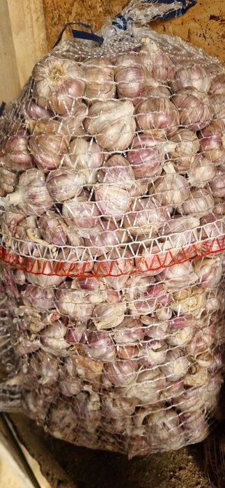 Sprzedam czosnek kilówka