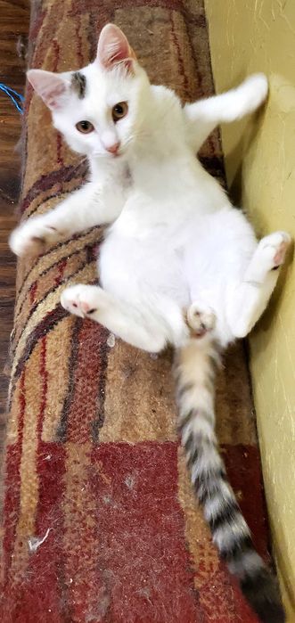 Красивый котик  Зайка,