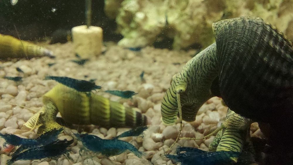 Sprzedam slimaki tylomenia krewetki blue velvet