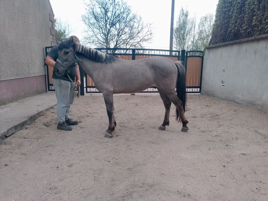 Wałach konik polski
