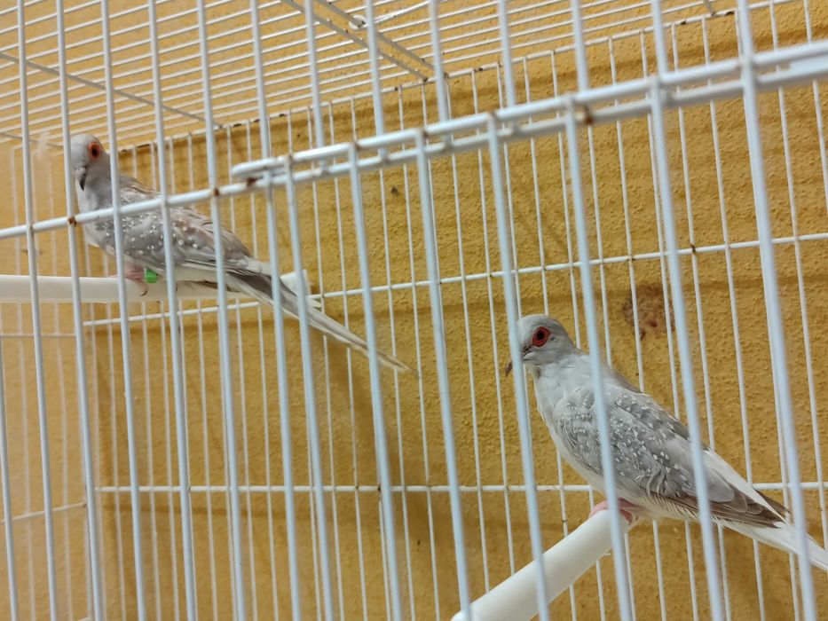 Casais rolas diamante