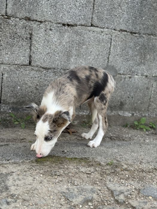 Border Collie merle