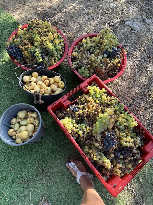 Terreno agricola de 7400m² Calhandriz - lisboa