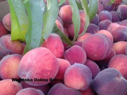 SoK Jeżyna Na102 op/6 x 330ml