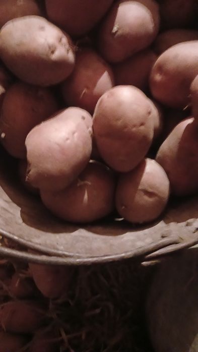 Картопля їстівна