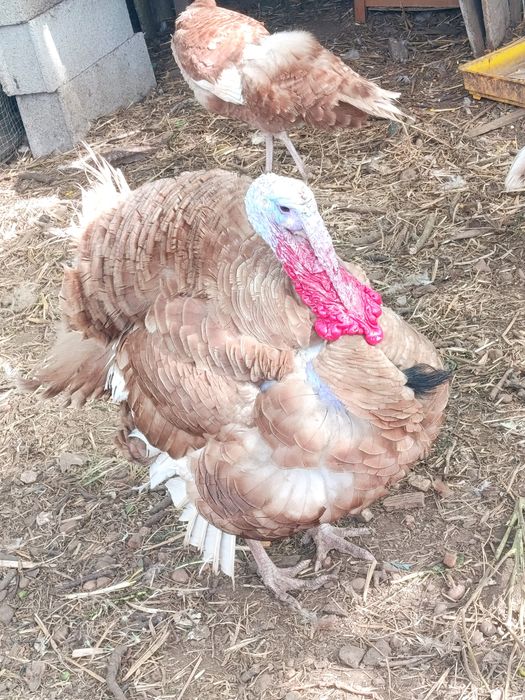 Brahmas, orpington ,há venda