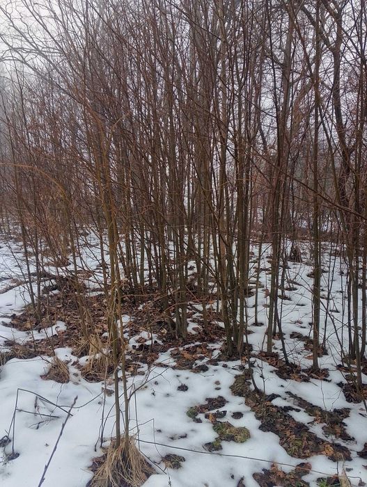 Lipa szerokolistna wąskolistna sadzonki wysokość 0,5-3 m