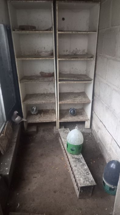 Pułki do gołębi pasniki pojniki regały