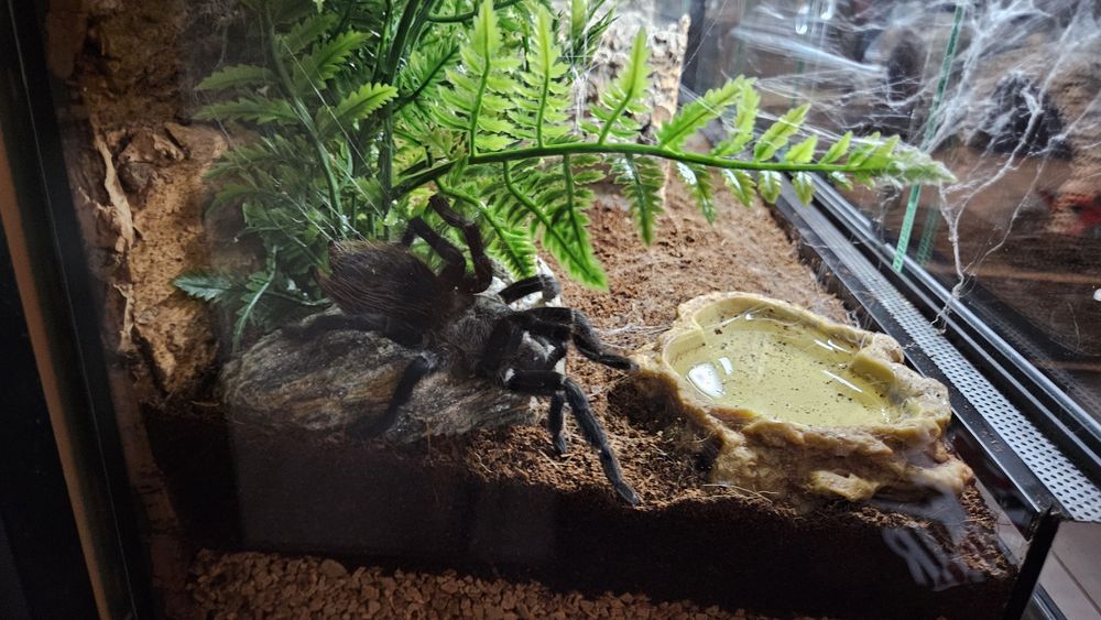 Pterinopelma Sazimai Samica 6,5DC