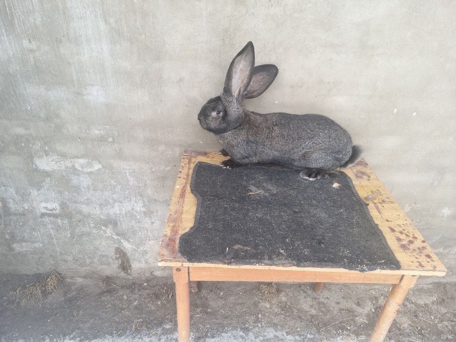 Samica olbrzyma belgijskiego żelazista