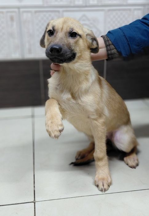 Рыжулька в хорошие ручки!