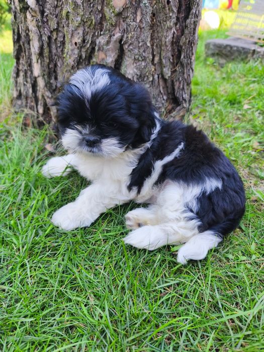 Dwie cudne suczki shih tzu