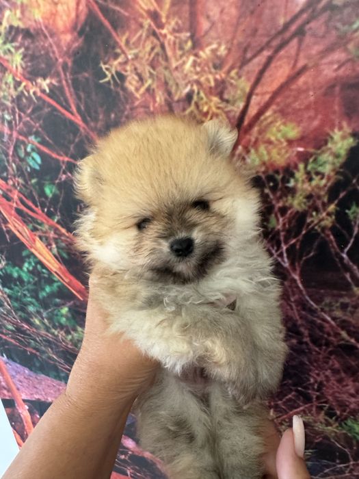 Lulu da Pomerânia Anão