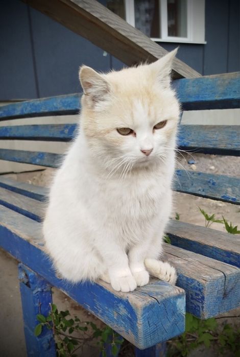 Руденький хлопчик у відповідальну родину