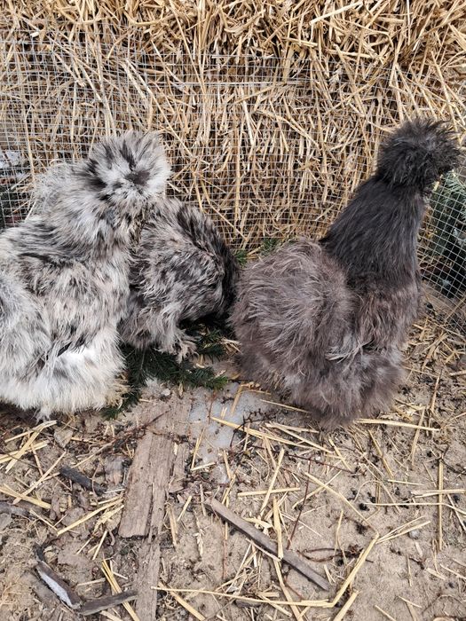 Jaja jajka silki USA