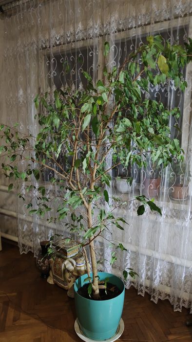 Фікус Бенджаміна