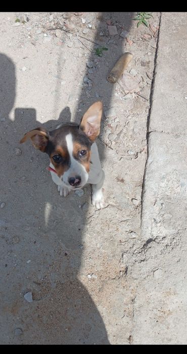 Cadelinha de raça American Sttafordshire terrier  com 2 meses 22 dias