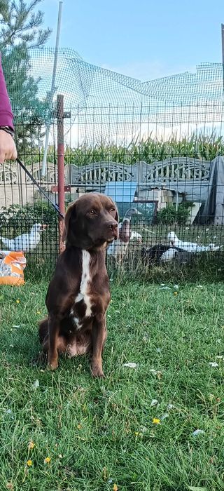 Do adopcji suczka.