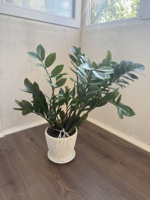 Заміокулькас квіти