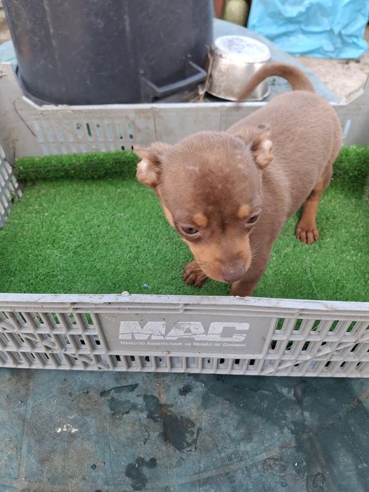 Vendo ovos galados  azuis