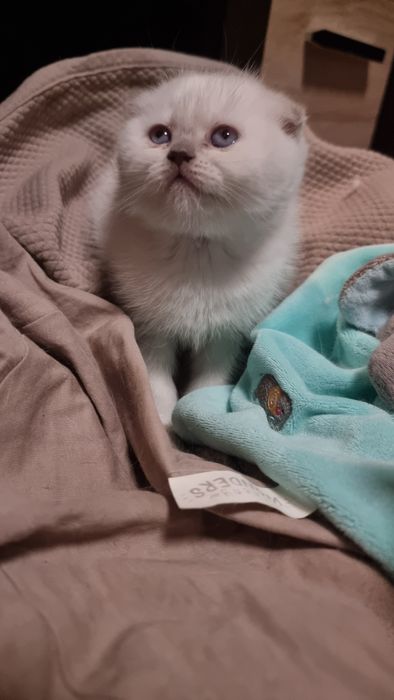 Шотландский котик колор поинт