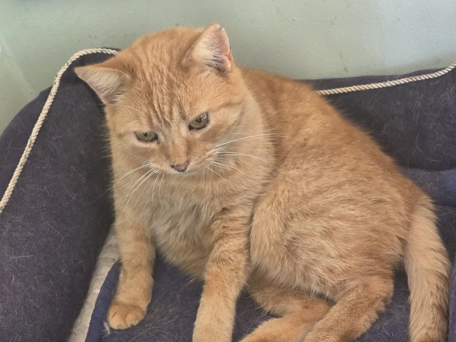 Koty do adopcji Błagamy pomóż Fundacja upada