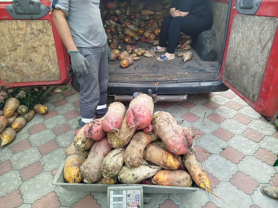 Продам кормовий буряк 8гр.