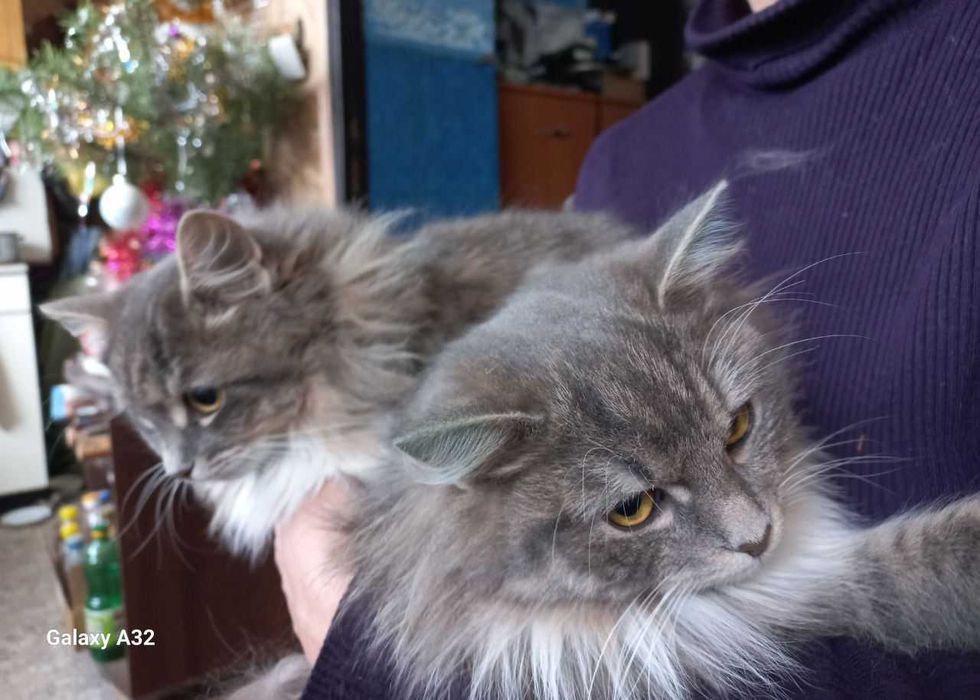 Шукають дім три киці