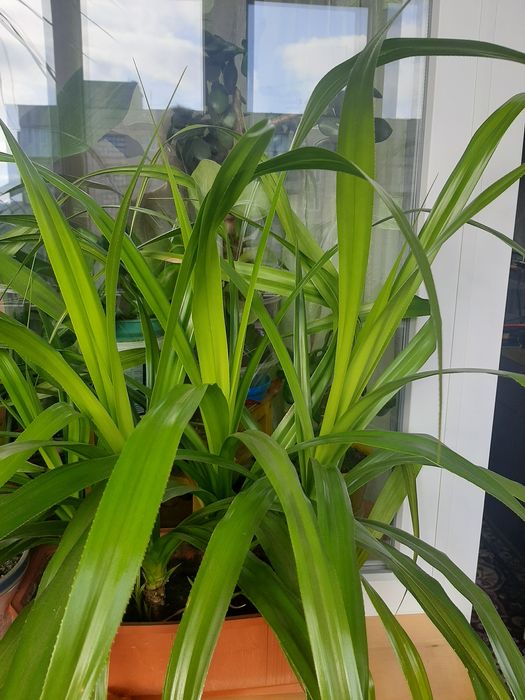 Продам квіти для офісу,кімнати.