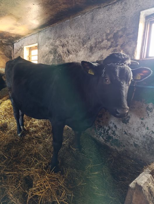 Jałówka cielna na luty piękna sztuka