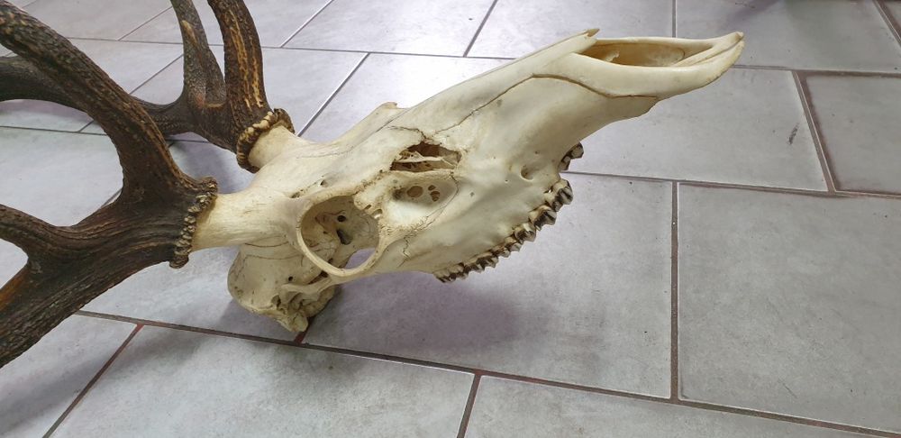 Wielkie trofeum jelenia poroże z czaszką, dwunastak