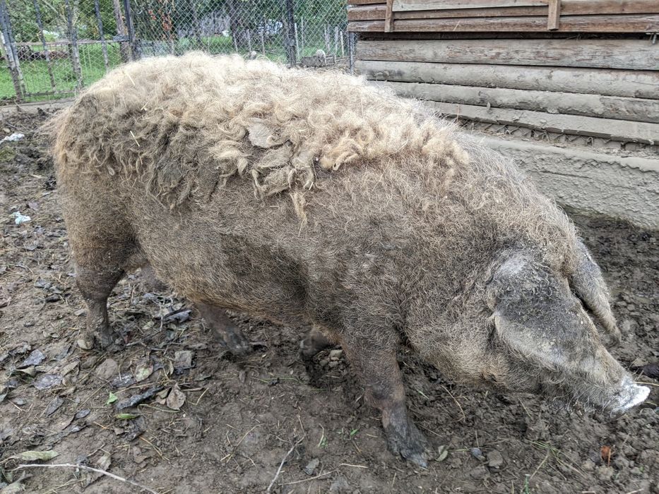 Венгерської мангалиця