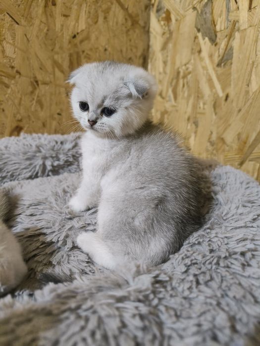 Шотландські висловухі кошенята срібна шиншила