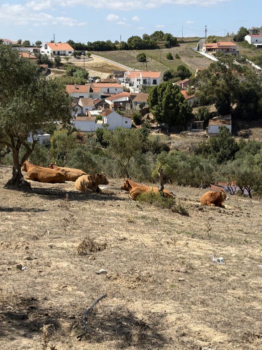 Quinta em Alenquer Arrendamento