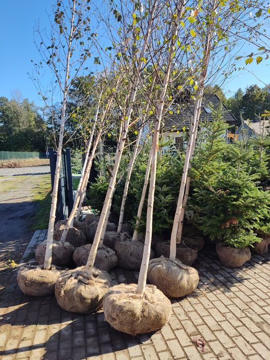 Brzoza Doorenbos  2m - 6m duże sadzonki najbielsza kora - transport !