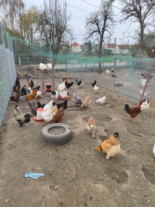 Jaja lęgowe mix ras, bardzo ładne kury
