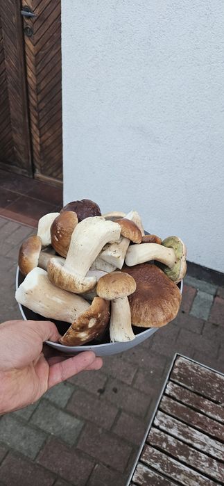 Świeże prawdziwki / borowiki- mrożone i suszone również!