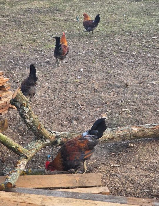 Koguty Zielononóżki