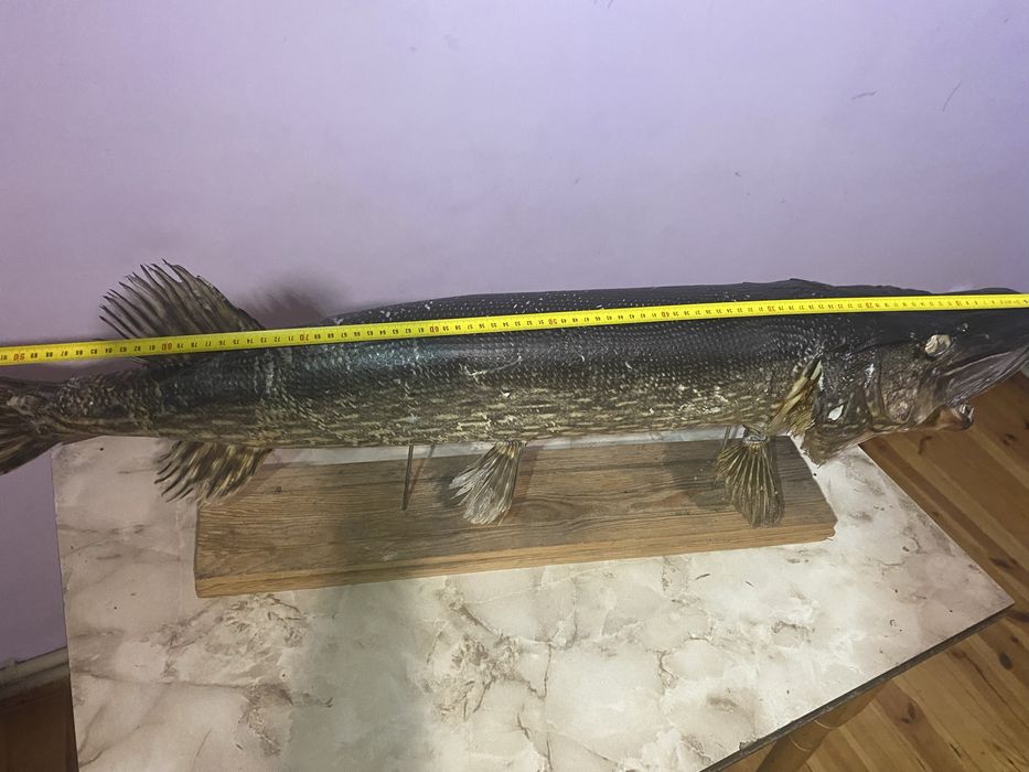 Чучело трофейної щуки