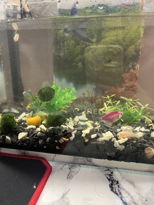 Отдам даром рыбок теренция с аквариумом