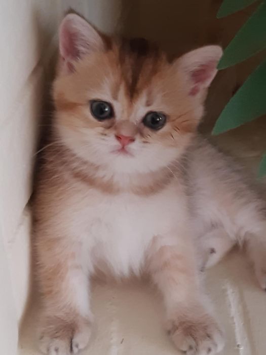 British Shorthair Golden