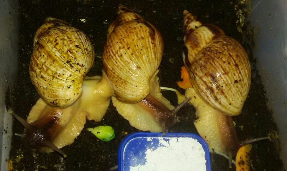 50 гр Улитки (равлики)сухопутные Ахатина АрхАхатина5