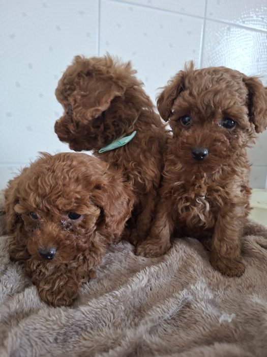 Той пудель. Кучеряшки