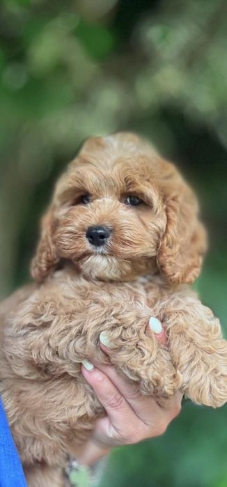 Cocapoo - cocker spaniel amerykański  I  czerwony pudelek