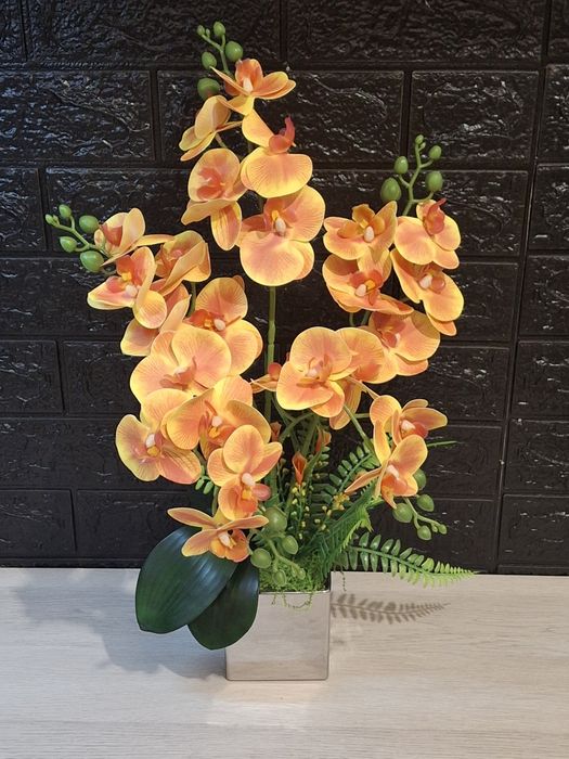 Storczyk pomarańczowy 2