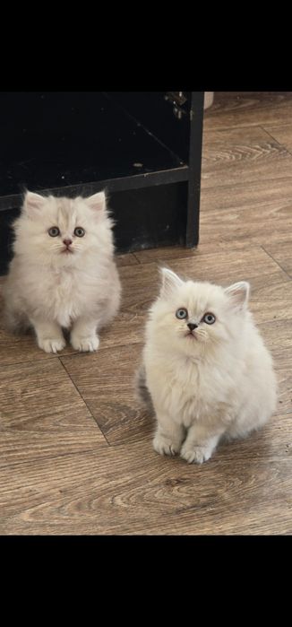 Персидські кошенята.