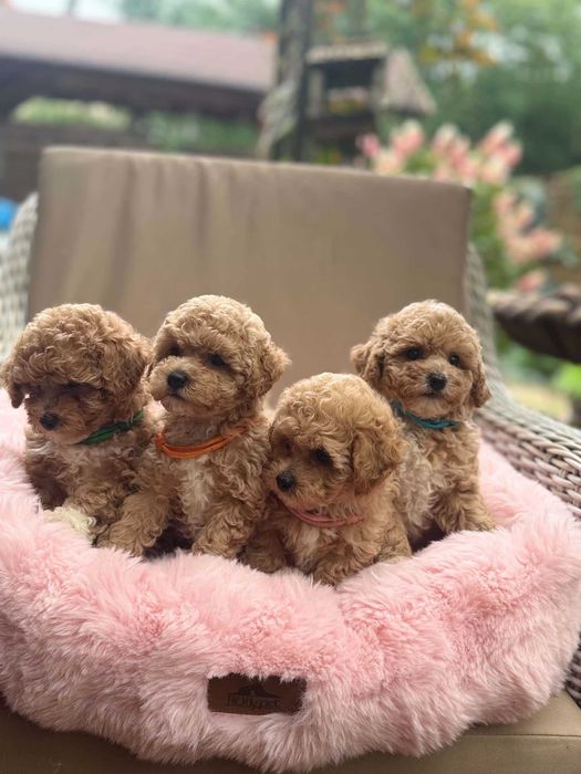 Bichpoo, Bichon Frise/Pudel TOY. SUCZKA, oboje rodzice FCI.