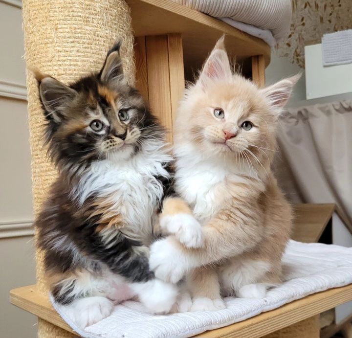 Кошенятка породи Мейнкун