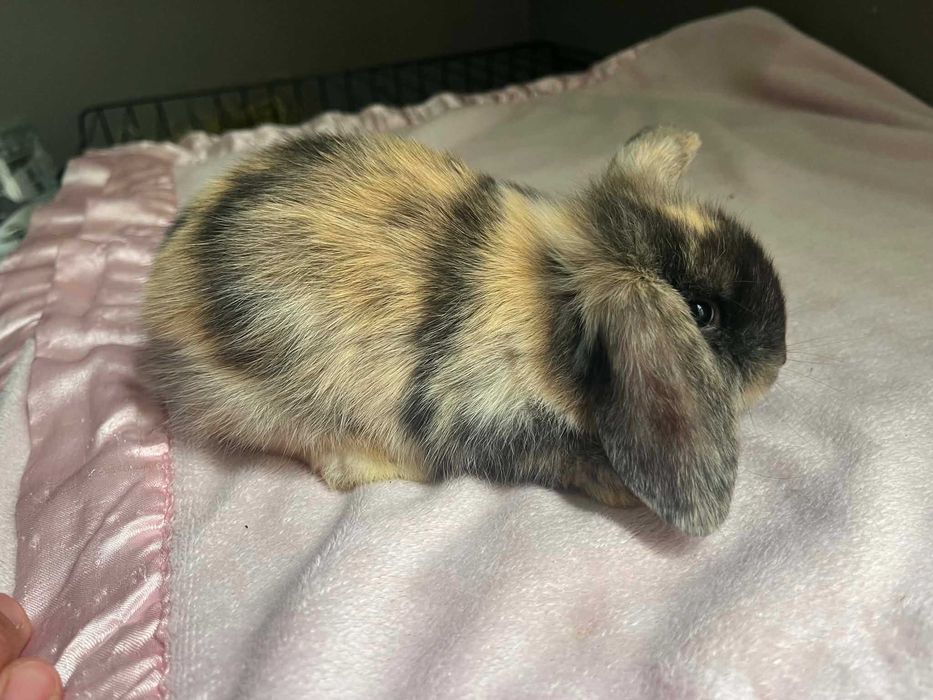 Coelhinhos raça mini lop bellier
